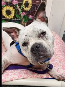 Featured Rescue: Candace the American Bulldog / Pit Bull Terrier at Sammy's Hope 