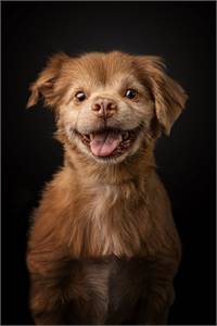 Featured Rescue: Lucky the Pomeranian at Wag on Inn Rescue