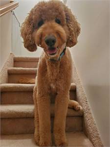 Featured Rescue: Toby the Labradoodle at Animal Rescue Force