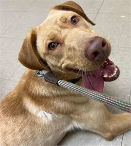 Featured Rescue: *URGENT* Bunny the Labrador at Animal Lives Matter of East Texas