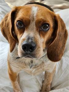 Featured Rescue: Buddy the Beagle at Fur Friends In Need