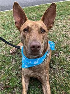 Featured Rescue: Cafe the Pharaoh Hound/Shepherd at Jersey Shore Animal Center