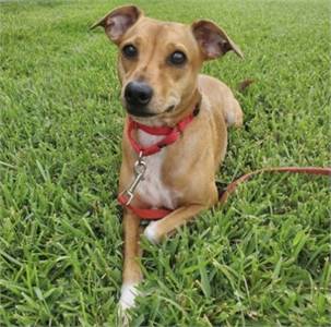 Featured Rescue: Zack the Terrier Beagle  Mix at Wag on Inn Rescue