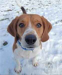 Featured Rescue: Cooper the Beagle at NJSH Pet Rescue