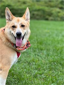 Featured Rescue: Stella at 3 Hearts 4 Paws Animal Rescue