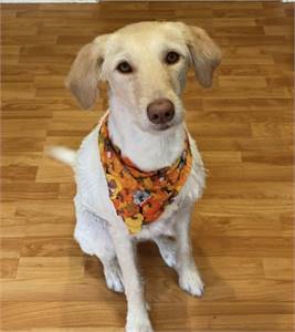 Featured Rescue: Millie the Labrador Retriever / Poodle (Labradoodle) at Wag on Inn Rescue
