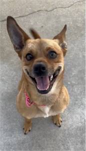 Featured Rescue: Bella the Chihuahua Feist Mix at Jersey Shore Animal Center